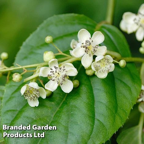 Kiwi 'Prince Jumbo' (Male Variety) 2 Kiwi 'Prince Jumbo' (Male Variety) - Image 2