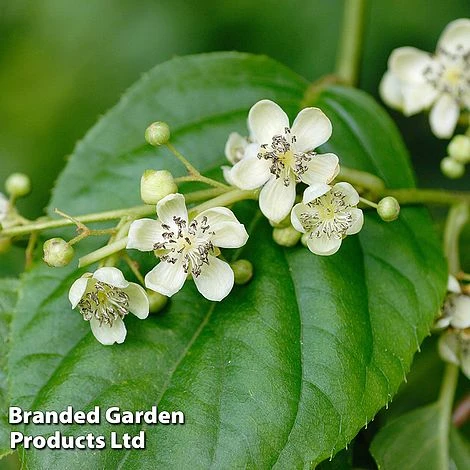 Kiwi Jumbo Duo 3 Kiwi Jumbo Duo - Image 3