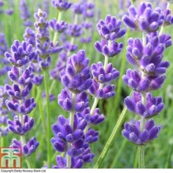 Lavender 'Havana' 10 Lavender 'Havana' -Fresh Sprout LAVE T80301 A