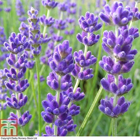 Lavender 'Havana' 3 Lavender 'Havana' - Image 3