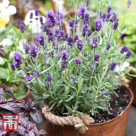 Lavender 'Havana' 2 Lavender 'Havana' - Image 2