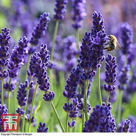 Lavender 'Havana' 1 Lavender 'Havana'