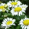 Leucanthemum X Superbum Lacrosse