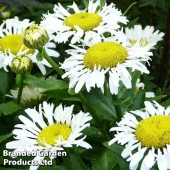 Leucanthemum X Superbum Lacrosse