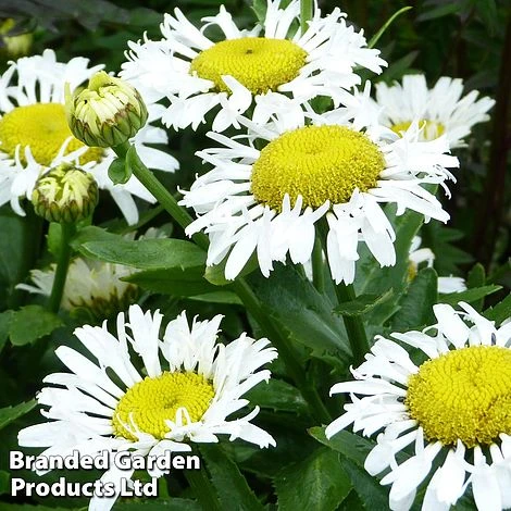 Leucanthemum X Superbum Lacrosse 1 Leucanthemum X Superbum Lacrosse
