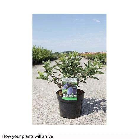 Lonicera Kamtschatica 'Blue Velvet' 2 Lonicera Kamtschatica 'Blue Velvet' - Image 2