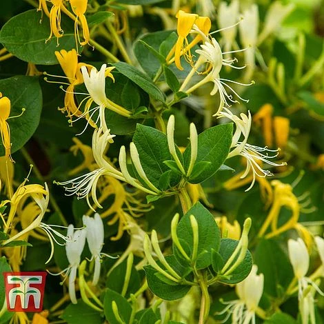 Honeysuckle 'Hall's Prolific' 1 Honeysuckle 'Hall's Prolific'