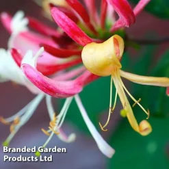 Honeysuckle 'Dart's World' 8 Honeysuckle 'Dart's World' -Fresh Sprout LONI WKB6545 A