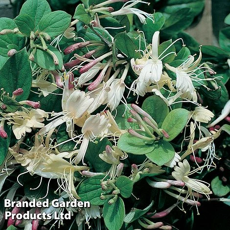 Lonicera Japonica 'Repens' 1 Lonicera Japonica 'Repens'