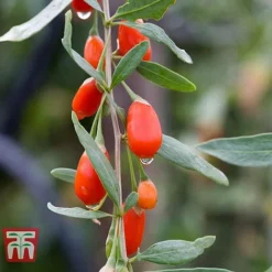 Goji Berry 'Sweet Lifeberry' -Fresh Sprout LYCI T66348 b