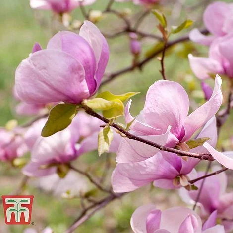 Magnolia 'George Henry Kern' 2 Magnolia 'George Henry Kern' - Image 2