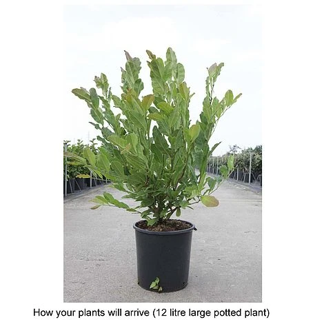 Magnolia X Loebneri 'Leonard Messel' 2 Magnolia X Loebneri 'Leonard Messel' - Image 2