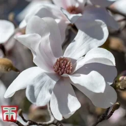 Magnolia X Loebneri 'Merrill'