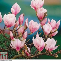 Magnolia 'Red Lucky' (Standard) 8 Magnolia 'Red Lucky' (Standard) -Fresh Sprout MAGN T86730 A