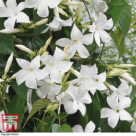 Mandevilla Sanderi 'Bloom Bells® White' 2 Mandevilla Sanderi 'Bloom Bells® White' - Image 2