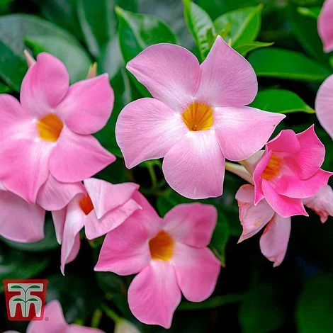 Mandevilla Sanderi 'Bloom Bells® Pink' 2 Mandevilla Sanderi 'Bloom Bells® Pink' - Image 2