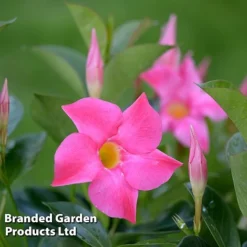 Mandevilla 'Sundaville Collection' 6 Mandevilla 'Sundaville Collection' -Fresh Sprout MAND BLOOMPINK L31741
