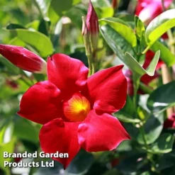 Mandevilla 'Sundaville Collection' 7 Mandevilla 'Sundaville Collection' -Fresh Sprout MAND BLOOMRED L31743