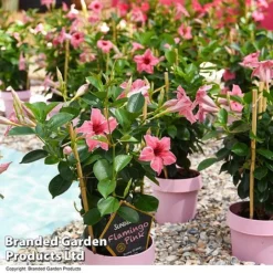Mandevilla 'Sundaville Flamingo Pink' 5 Mandevilla 'Sundaville Flamingo Pink' -Fresh Sprout MAND FLAMPINK T40933