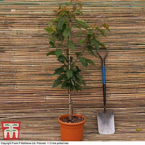 Prunus 'Frilly Frock' 2 Prunus 'Frilly Frock' - Image 2