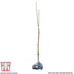 Medlar 'Nottingham' 5 Medlar 'Nottingham' -Fresh Sprout MEDL CWW3404 C