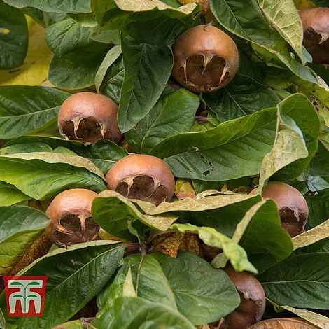 Medlar 'Nottingham' 2 Medlar 'Nottingham' - Image 2