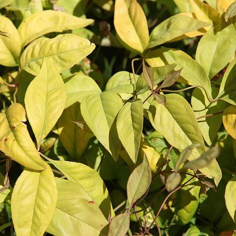 Nandina Domestica 'Fire Power' 2 Nandina Domestica 'Fire Power' - Image 2