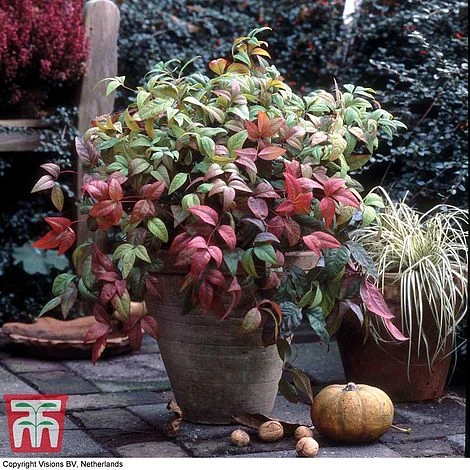 Nandina Domestica 'Fire Power' 1 Nandina Domestica 'Fire Power'