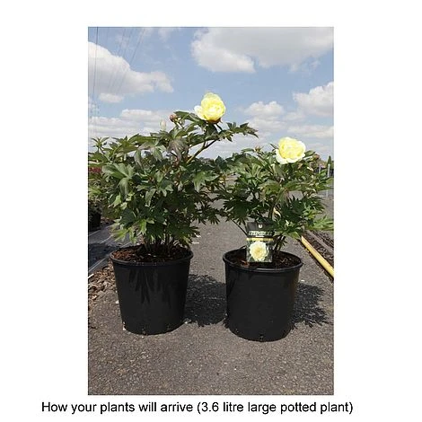 Peony 'Bartzella' 2 Peony 'Bartzella' - Image 2