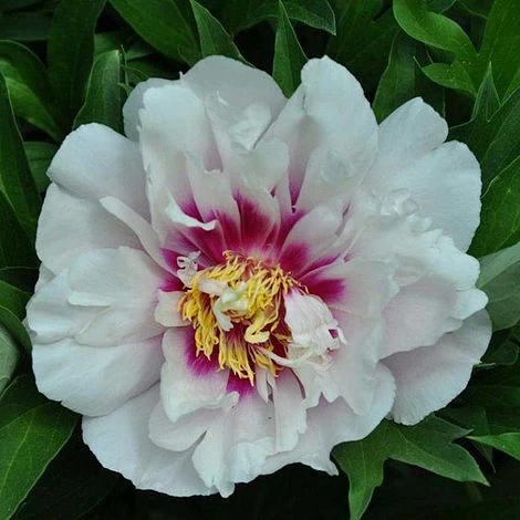 Peony 'Cora Louise' 1 Peony 'Cora Louise'