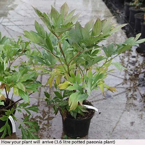 Peony 'Cora Louise' 2 Peony 'Cora Louise' - Image 2