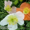 Alpine Poppy Mixed