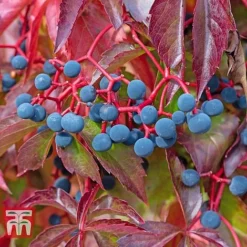 Parthenocissus Quinquefolia -Fresh Sprout PART T58015 C
