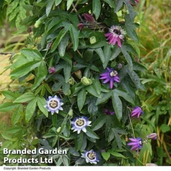 Passiflora Collection -Fresh Sprout PASS TRIO T44029