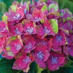 Perfect Patio Collection -Fresh Sprout PATI MSE C