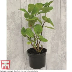 Perfect Patio Collection -Fresh Sprout PATI MSE F