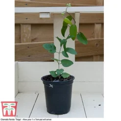 Perfect Patio Collection -Fresh Sprout PATI MSE G