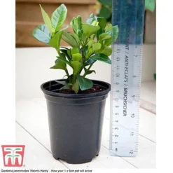 Perfect Patio Collection -Fresh Sprout PATI MSE H