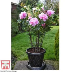 Peony & Herbaceous Plant Frame -Fresh Sprout PEON KA9263 D