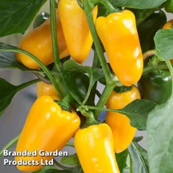 Vegetable Windowsill Collection -Fresh Sprout PEPP PILLARSYE S45677