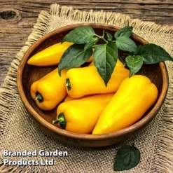 Pepper And Chilli Collection -Fresh Sprout PEPP PILLARYEL L38583