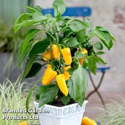 Vegetable Windowsill Collection -Fresh Sprout PEPP PILLARYEL S60746