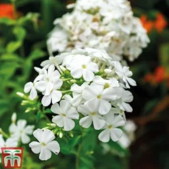 Phlox Paniculata 'Fragrant Collection' 7 Phlox Paniculata 'Fragrant Collection' -Fresh Sprout PHLO 11935 C