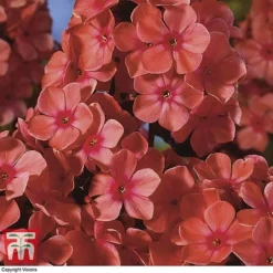 Phlox Paniculata 'Fragrant Collection' 9 Phlox Paniculata 'Fragrant Collection' -Fresh Sprout PHLO 11935 D