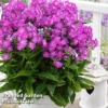 Phlox Paniculata 'Famous Purple'