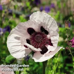 Poppy Oriental Collection -Fresh Sprout POPP MH 83483 C