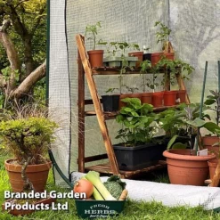 Medium Poly Pop Up (with Door) -Fresh Sprout POPU POLYMEDIU S41974