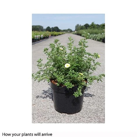 Potentilla Fruticosa 'Lemon Meringue' First Editions 2 Potentilla Fruticosa 'Lemon Meringue' First Editions - Image 2