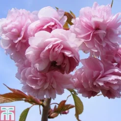 Prunus 'Kiku-shidare-zakura'