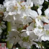 Prunus 'Snow Showers'